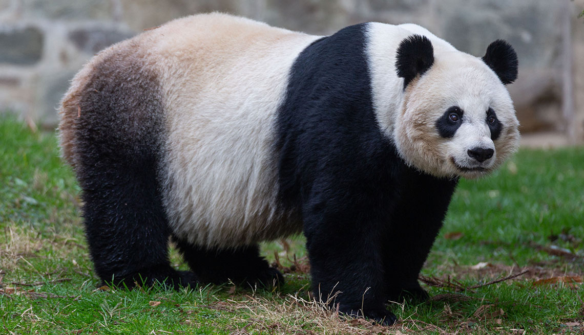 Mei Xiang