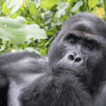 Fed Judge Cuts Buffalo Mobster “Mike The Gorilla” Masecchia Loose Early From Prison Drug Bid Because Of Medical Concerns