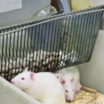 GR EXCLUSIVE: More Than One Rat Aiding Philly Feds’ Arsenal In Latest Effort To Take Down “Skinny Joey” Merlino Mob Crew