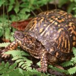 GR EXCLUSIVE: In Buffalo Mafia Reset, “Turtle” Panepinto Returns To Mix, Peter Gerace, Sr. Put On Shelf For Son’s Woes