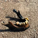 BREAKING NEWS: Jaw Bone Discovered In Lake Mead Might Belong To Missing Chicago Mob Affiliate Johnny Pappas